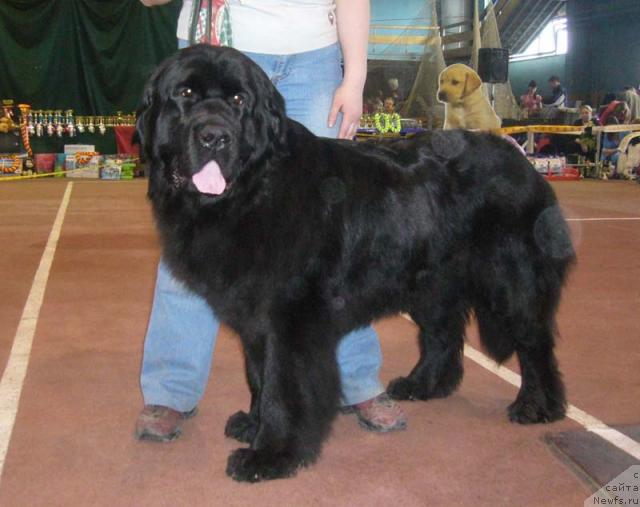 Фото: ньюфаундленд Mag Ispolin Ejevika (Маг Исполин Ежевика)