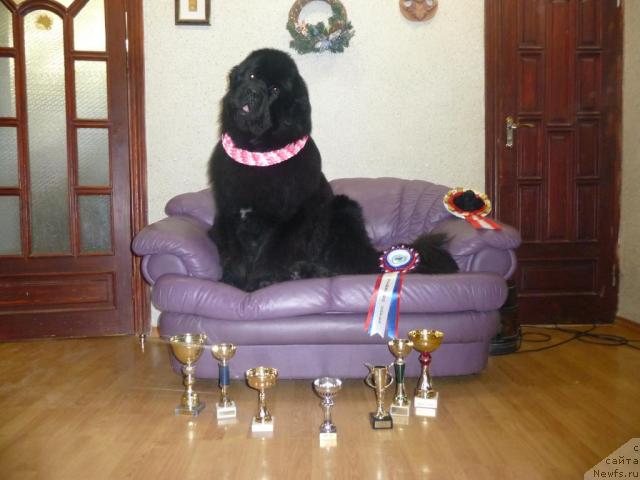 Фото: ньюфаундленд O Black Diamond Little Bear (О Блек Диамонд Литтл Беар)