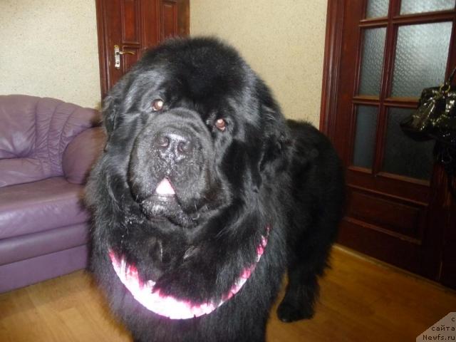 Фото: ньюфаундленд O Black Diamond Little Bear (О Блек Диамонд Литтл Беар)