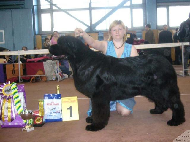 Фото: ньюфаундленд Vell Spirit Lillit (Велл Спирит Лилит)