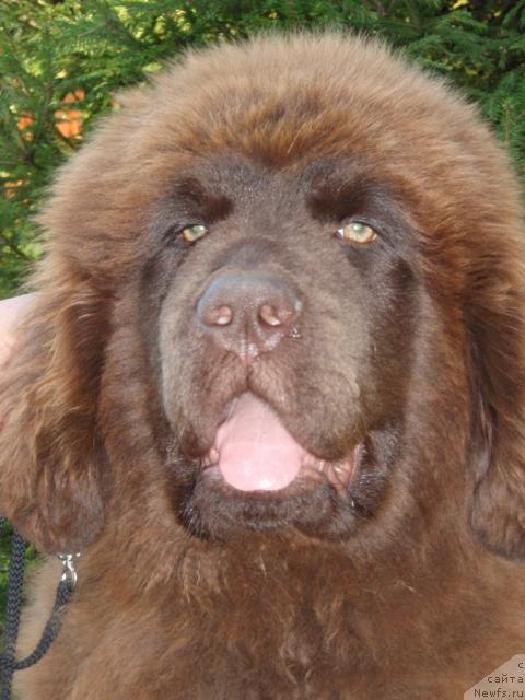 Фото: адель