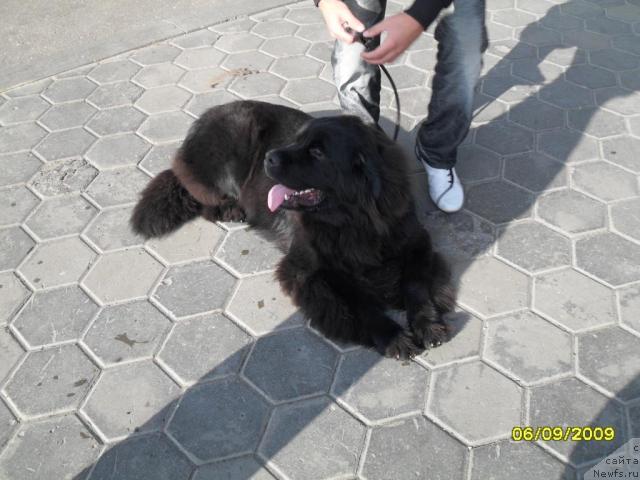 Фото: ньюфаундленд Toptyijka Spyaschaya Krasavica (Топтыжка Спящая Красавица)