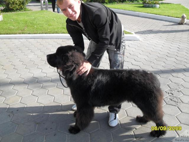 Фото: ньюфаундленд Toptyijka Spyaschaya Krasavica (Топтыжка Спящая Красавица)