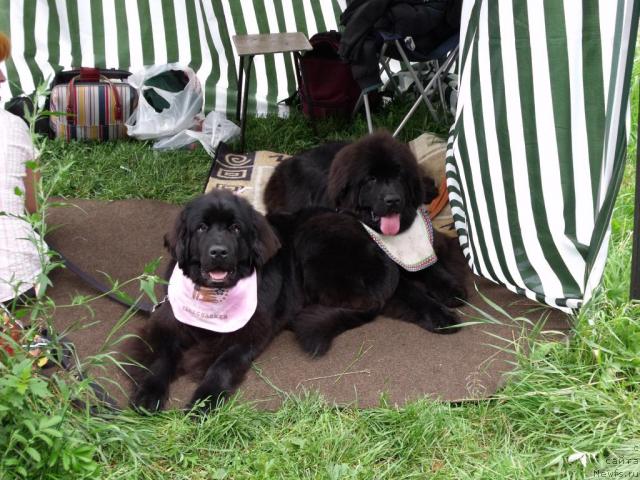 Фото: ньюфаундленд Toptyijka Siyanie ot Aysberga (Топтыжка Сияние от Айсберга), ньюфаундленд Toptyijka Sokrovennaya Mechta (Топтыжка Сокровенная Мечта)