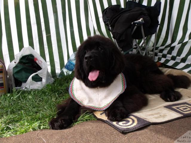 Фото: ньюфаундленд Toptyijka Sokrovennaya Mechta (Топтыжка Сокровенная Мечта)