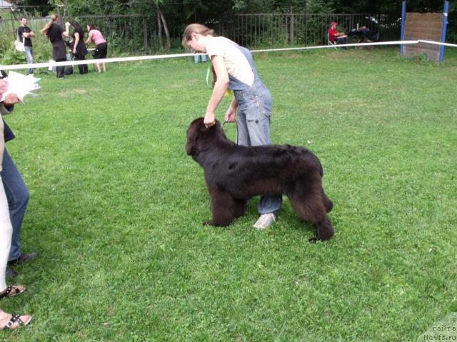 Фото: ньюфаундленд Toptyijka Sokrovennaya Mechta (Топтыжка Сокровенная Мечта), Камаристая Е.