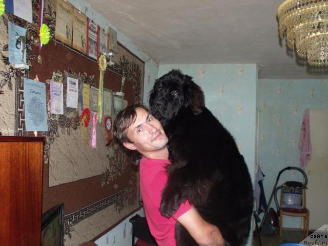 Фото: ньюфаундленд Toptyijka Siyanie ot Aysberga (Топтыжка Сияние от Айсберга), муж Денис