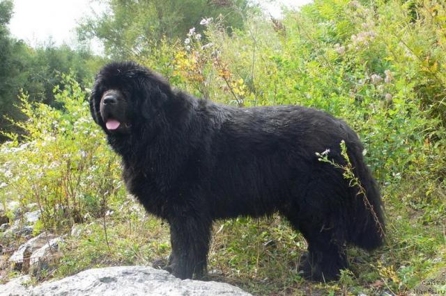 Фото: ньюфаундленд Super Premium Ameliya YEkshen (Супер Премиум Амелия Экшен)