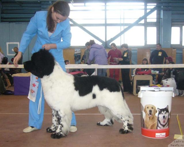 Фото: ньюфаундленд Super Bizon Argo (Супер Бизон Арго)