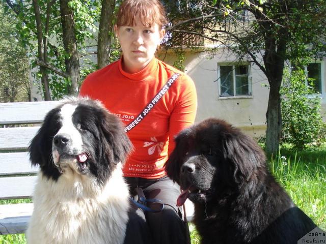 Фото: ньюфаундленд Ih Vyisochestvo Batterflyay Blyek Omeliya (Их Высочество Баттерфляй Блэк Омелия)