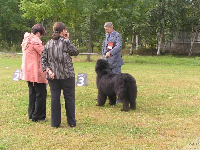 Фото: ньюфаундленд Ego Vysochestvo ot Sibirskogo Medvedja (Его Высочество от Сибирского Медведя)