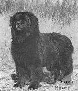 Фото: ньюфаундленд Cito von Zschimmerroth