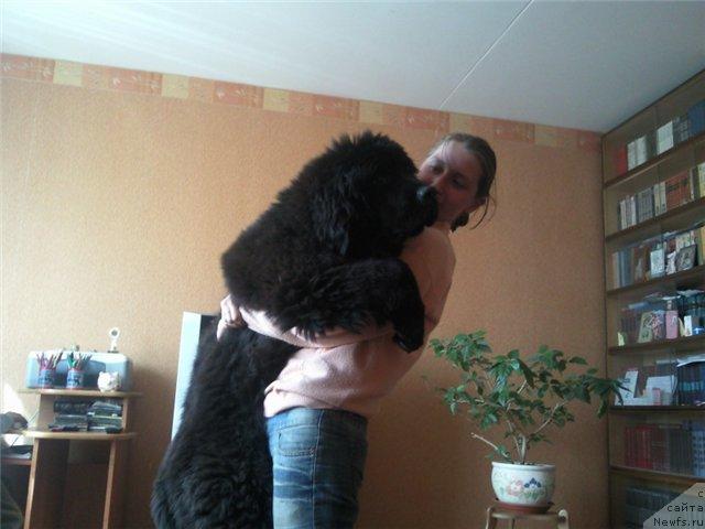 Фото: ньюфаундленд Gracioznyiy so Zvezdnogo Neba (Грациозный со Звездного Неба), Anna Lutchenkova (Анна Лутченкова)