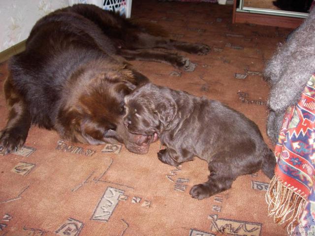 Фото: ньюфаундленд Konfuciy (Конфуций), доча Раскрасавицы (3 недели 2 дня)