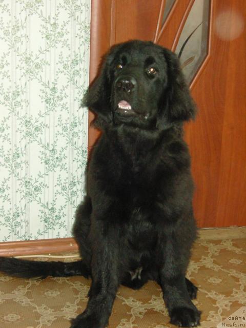 Фото: ньюфаундленд Avaddan (Аваддан)