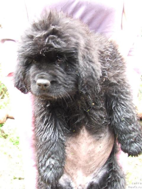 Фото: ньюфаундленд Plyushevaya Panda Rapsodiya Lyubvi (Плюшевая Панда Рапсодия Любви)