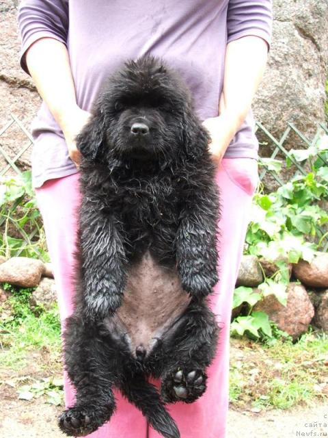 Фото: ньюфаундленд Plyushevaya Panda Rapsodiya Lyubvi (Плюшевая Панда Рапсодия Любви)