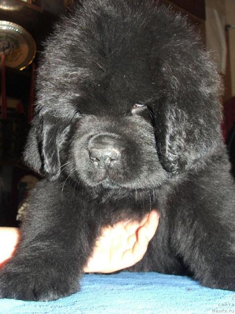 Фото: ньюфаундленд Plyushevaya Panda Rapsodiya Lyubvi (Плюшевая Панда Рапсодия Любви)
