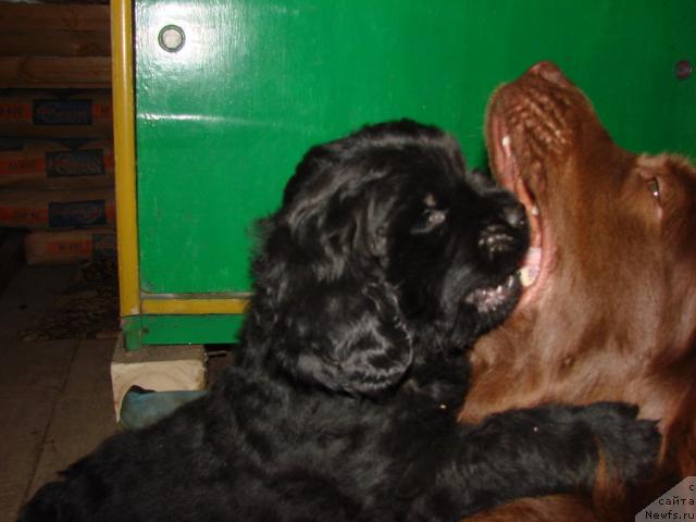 Фото: ньюфаундленд Lesnaya Skazka Izol'da (Лесная Сказка Изольда), ньюфаундленд Ygan s Toyanova Gorodka (Юган с Тоянова Городка)