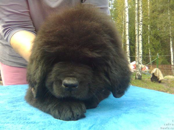 Фото: ньюфаундленд Plyushevaya Panda Reychel (Плюшевая Панда Рейчел)