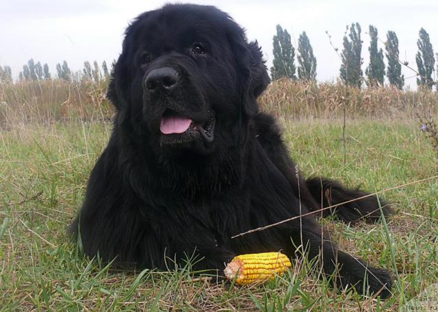 Фото: ньюфаундленд Aquatoriya Kelvin Golden Spirit (Акватория Келвин Голден Спирит)