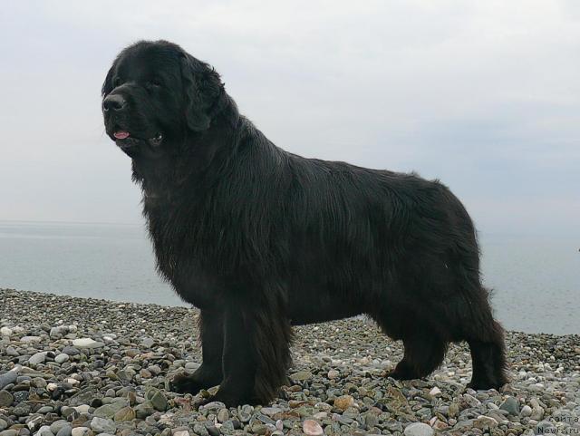 Фото: ньюфаундленд Aquatoriya Kelvin Golden Spirit (Акватория Келвин Голден Спирит)