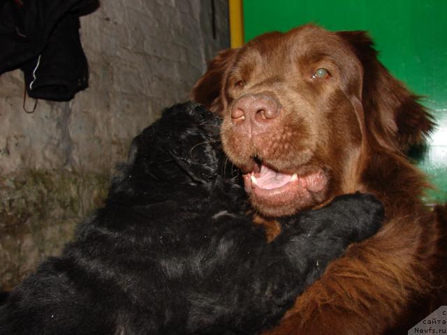 Фото: ньюфаундленд Lesnaya Skazka Izol'da (Лесная Сказка Изольда), ньюфаундленд Ygan s Toyanova Gorodka (Юган с Тоянова Городка)
