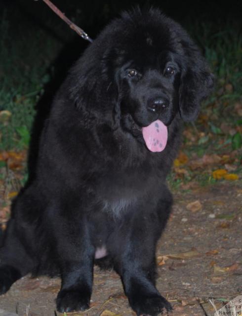 Фото: ньюфаундленд Formula Lyubvi ot Sibirskogo Medvedya (Формула Любви от Сибирского Медведя)