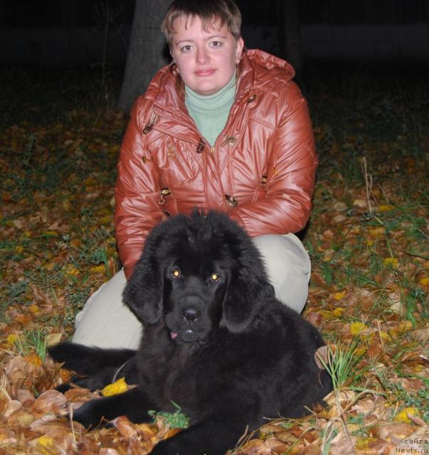 Фото: ньюфаундленд Formula Lyubvi ot Sibirskogo Medvedya (Формула Любви от Сибирского Медведя), Elena Popova (Елена Попова)