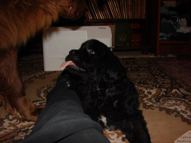 Фото: ньюфаундленд Ygan s Toyanova Gorodka (Юган с Тоянова Городка)