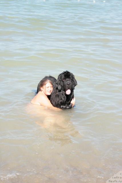 Фото: ньюфаундленд Sent Djons Oskar (Сент Джонс Оскар)