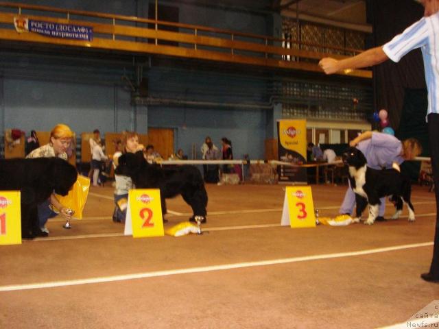 Фото: ньюфаундленд Ih Vyisochestvo Batterflyay Blyek Omeliya (Их Высочество Баттерфляй Блэк Омелия), ньюфаундленд N'yufort Lyubimaya Zabava (Ньюфорт Любимая Забава), ньюфаундленд Super Bizon Gera (Супер Бизон Гера)