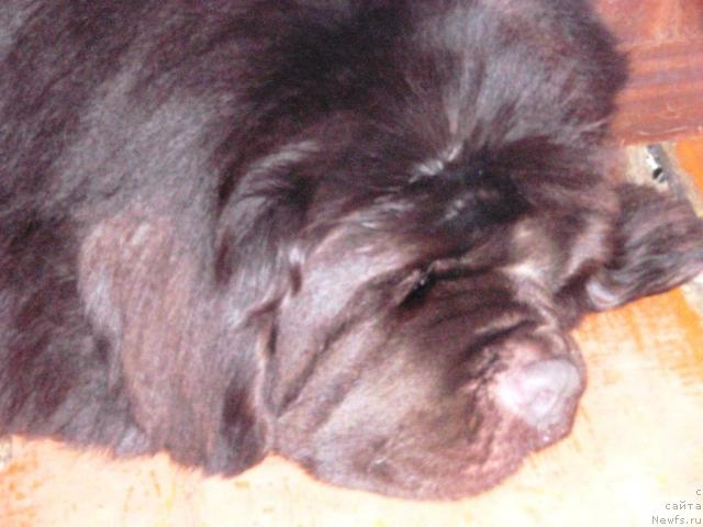 Фото: ньюфаундленд Super Premium Brabus (Супер Премиум Брабус)