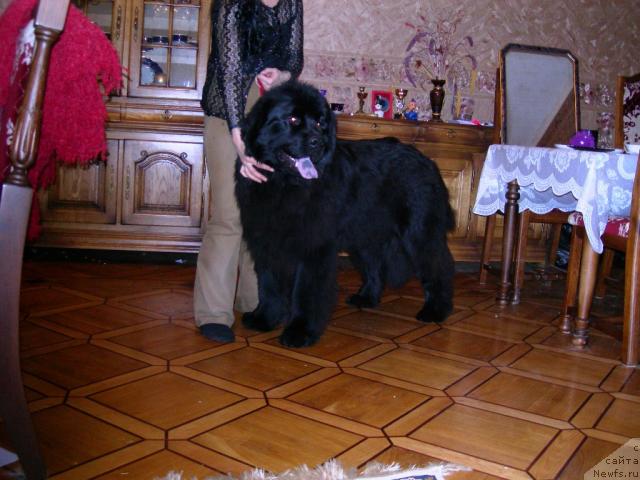 Фото: ньюфаундленд Ayvengo Andjeli (Айвенго Анджели)