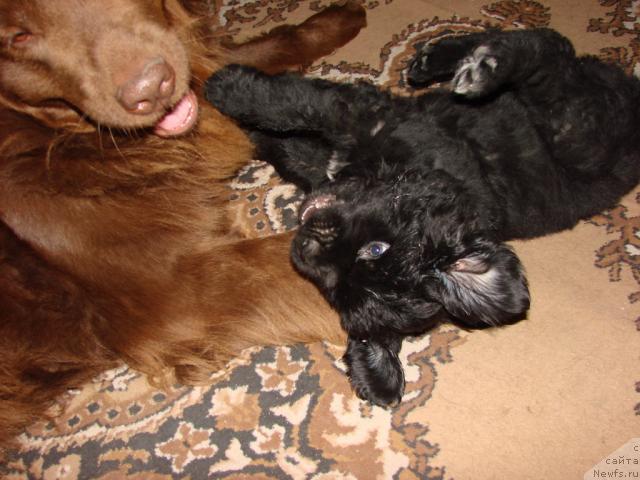 Фото: ньюфаундленд Lesnaya Skazka Izol'da (Лесная Сказка Изольда), ньюфаундленд Ygan s Toyanova Gorodka (Юган с Тоянова Городка)