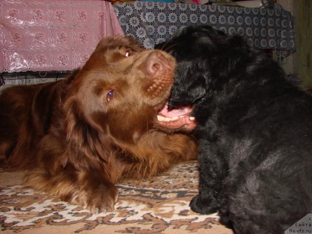 Фото: ньюфаундленд Lesnaya Skazka Izol'da (Лесная Сказка Изольда), ньюфаундленд Ygan s Toyanova Gorodka (Юган с Тоянова Городка)