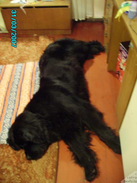 Фото: ньюфаундленд Mag Ispolin Ejevika (Маг Исполин Ежевика)