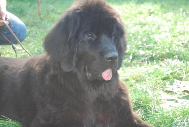 Фото: ньюфаундленд Formula Lyubvi ot Sibirskogo Medvedya (Формула Любви от Сибирского Медведя)