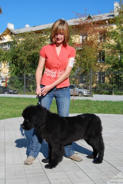 Фото: ньюфаундленд Formula Lyubvi ot Sibirskogo Medvedya (Формула Любви от Сибирского Медведя)