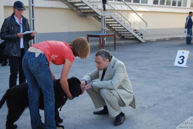 Фото: ньюфаундленд Formula Lyubvi ot Sibirskogo Medvedya (Формула Любви от Сибирского Медведя)