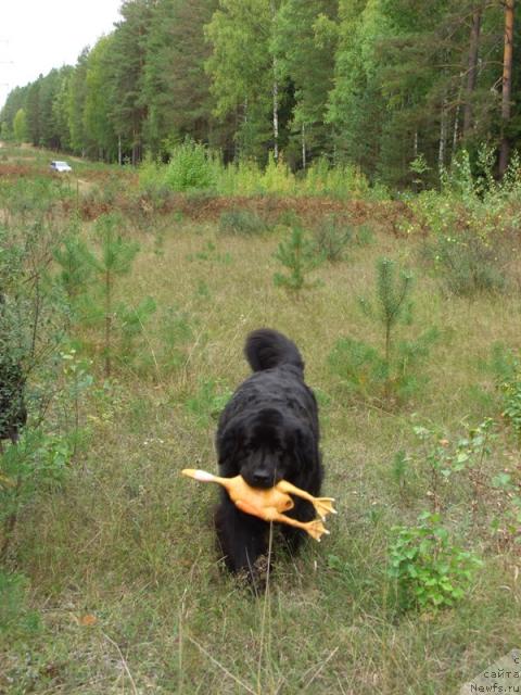Фото: ньюфаундленд Lesnaya Skazka Lunnaya Sonata (Лесная Сказка Лунная Соната)