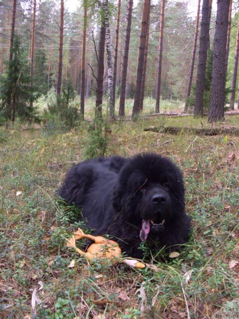 Фото: ньюфаундленд Andjel Viktorius (Анджел Викториус)