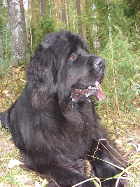 Фото: ньюфаундленд Akin Soul Sofiya (Акин Соул София)