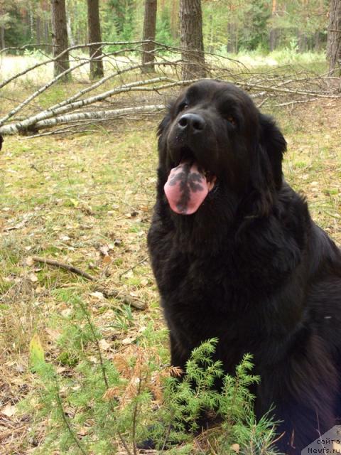 Фото: ньюфаундленд Lesnaya Skazka Lunnaya Sonata (Лесная Сказка Лунная Соната)