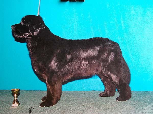 Фото: ньюфаундленд Koroleva Victoria iz Medvejyego Yara (Королева Виктория из Медвежьего Яра)