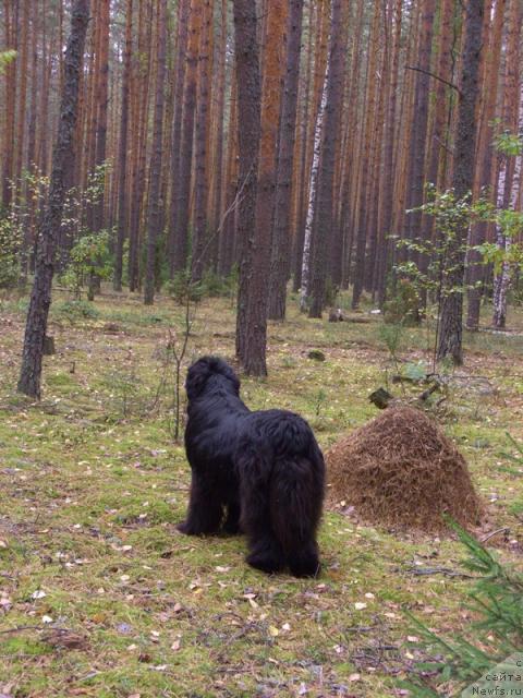 Фото: ньюфаундленд Akin Soul Sofiya (Акин Соул София)