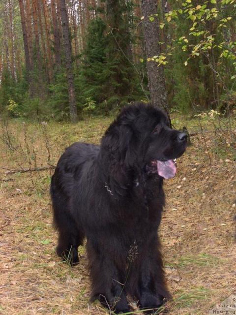 Фото: ньюфаундленд Akin Soul Sofiya (Акин Соул София)