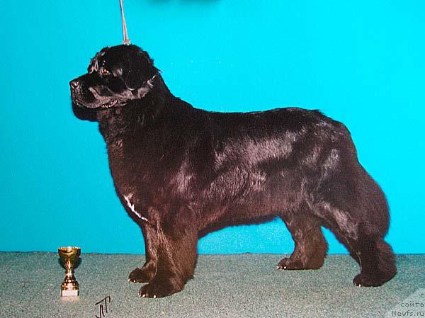 Фото: ньюфаундленд Koroleva Victoria iz Medvejyego Yara (Королева Виктория из Медвежьего Яра)