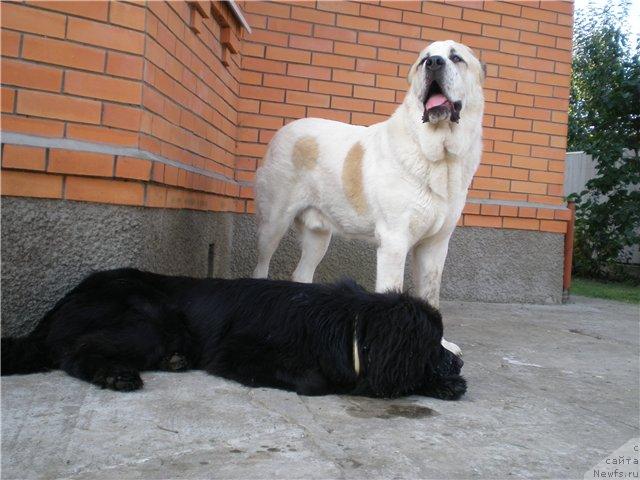 Фото: ньюфаундленд Gracioznyiy so Zvezdnogo Neba (Грациозный со Звездного Неба)