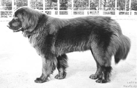 Фото: ньюфаундленд Al'bar Pani YErika (Альбар Пани Эрика)